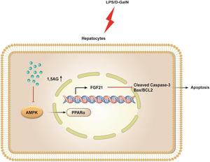 1,5-Anhydroglucitol Aggravates Acute Liver Failure via the PPARα Signaling Pathway