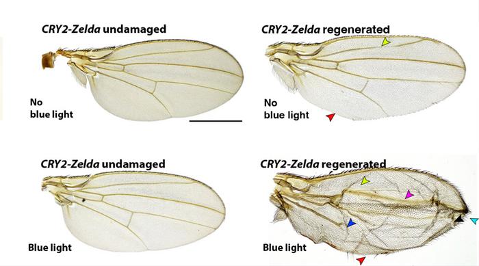 Research image wing morphology