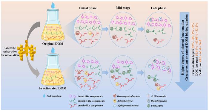 Iron oxide fractionation alters the biodegradability of dissolved organic matter: molecular dynamics and microbial interactions