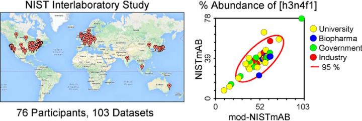 Taking the Measure of Antibody Glycans