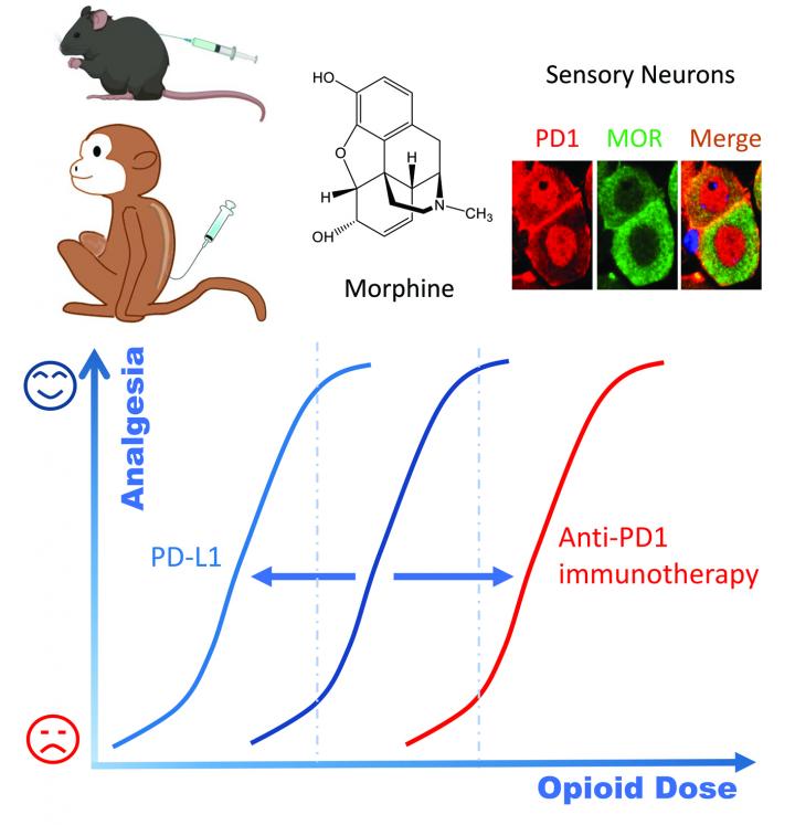 Approved Cancer Immunotherapy Drug Blocks Opioid Pain Relief in Animals (2 of 2)