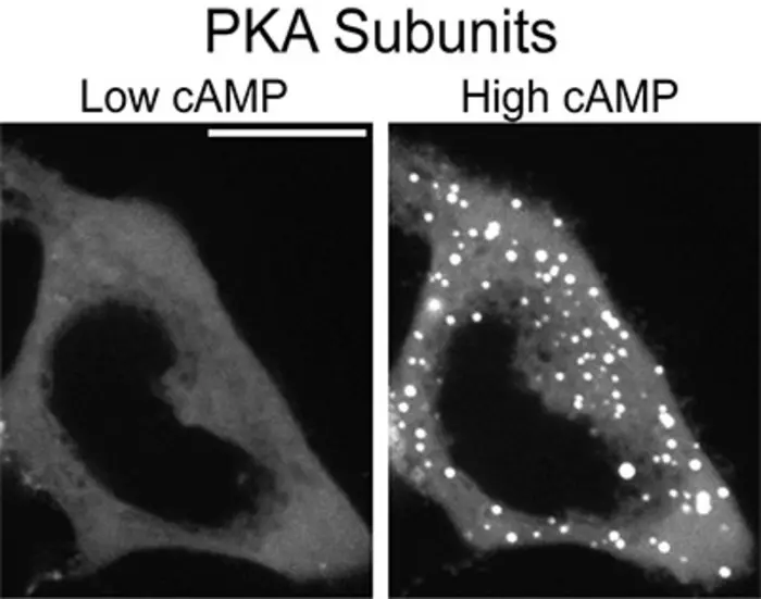 PKA Subunits