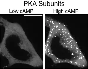 PKA Subunits