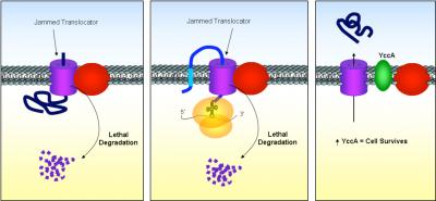 New Cell Machinery Unveiled