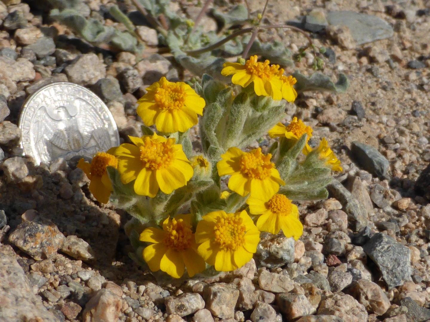Wallace's woolly daisy