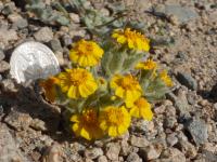 Wallace's woolly daisy