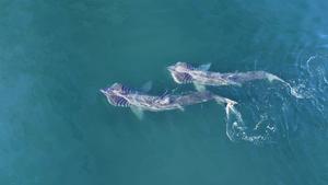 Basking sharks feeding off the Irish coast