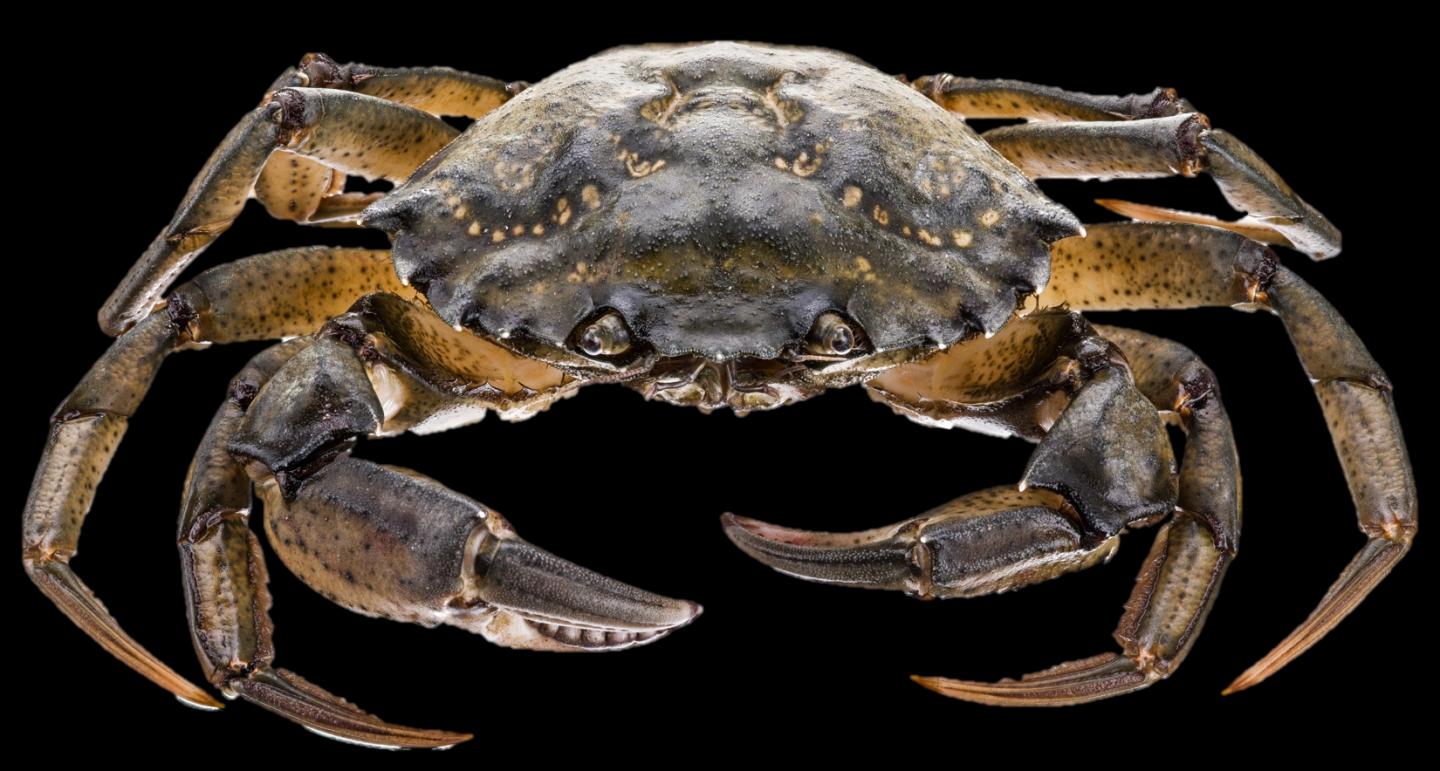 Common European Shore Crab