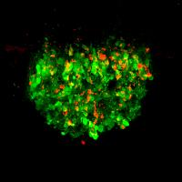 Neurons