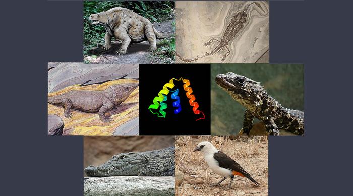 researcher provided image
