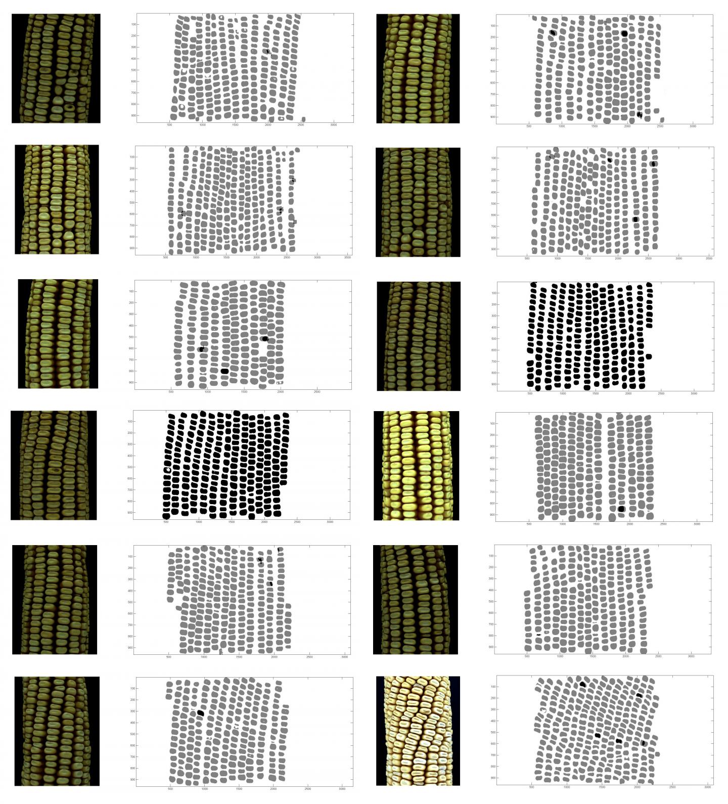 Corn Kernel Maps