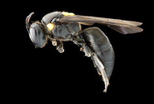 Amphylaeus morosus