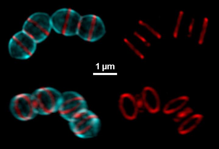 Fluorescent Probes at Work