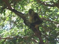 Central American Spider Monkey 