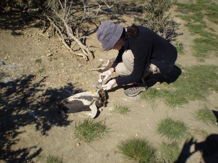 Fieldwork, penguin and puma study