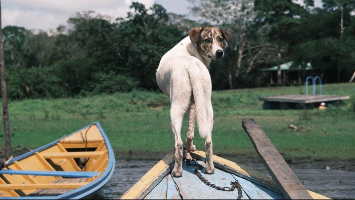 Dog in Santa Teresita, Peru