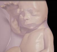 26 Weeks Close-Up