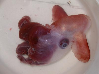 Cute Dumbo (<i>Grimpoteuthis discoveryi</i>)