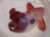 Cute Dumbo (<i>Grimpoteuthis discoveryi</i>)