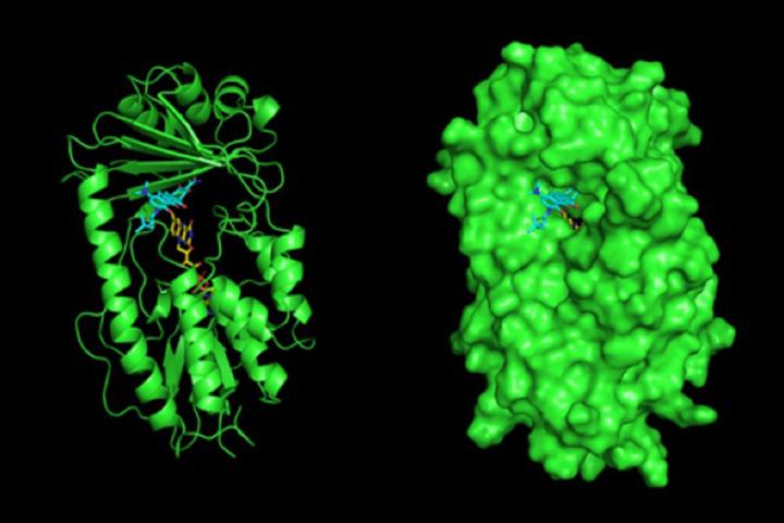 3-D structure of Tet(X7) tetracycline destructase