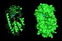 3-D structure of Tet(X7) tetracycline destructase