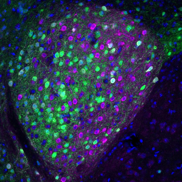 Neurons