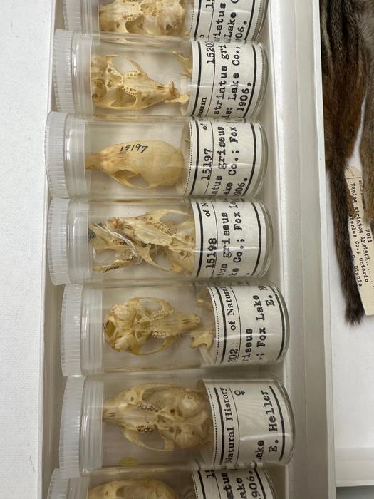 Chipmunk skulls