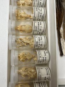 Chipmunk skulls