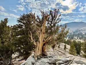 bristlecone pine , White Mountains