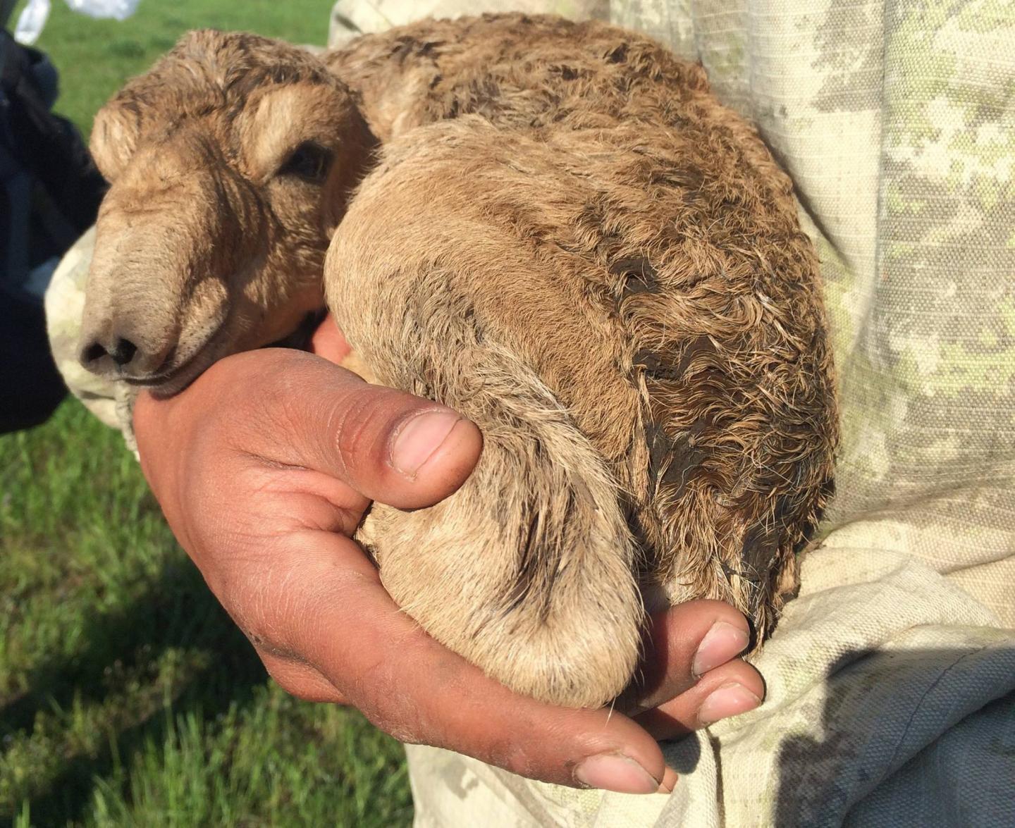 High Humidity and Temperature Contributed to Mass Mortality Events of the Saiga Antelope (1 of 5)
