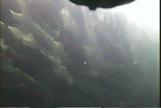 Suffering Salmon Show Genetic Fingerprint (1 of 10)