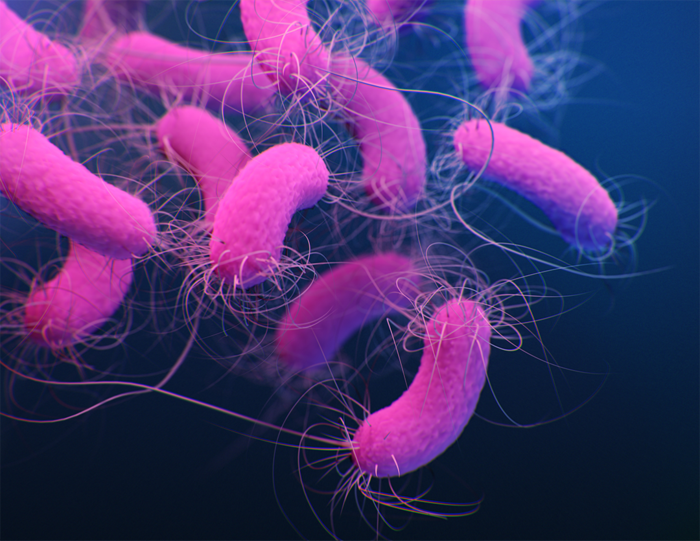 Medical illustration of multidrug resistant P.aeruginosa © CDC/Jennifer Oosthuizen