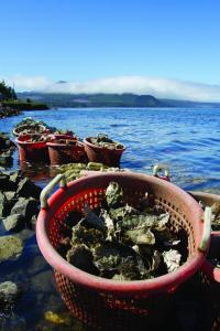 Oysters