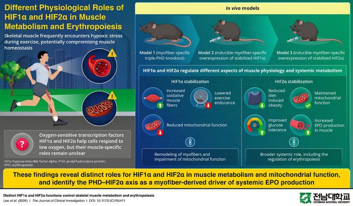 HIF1α and HIF2α Control Muscle Metabolism and Erythropoiesis