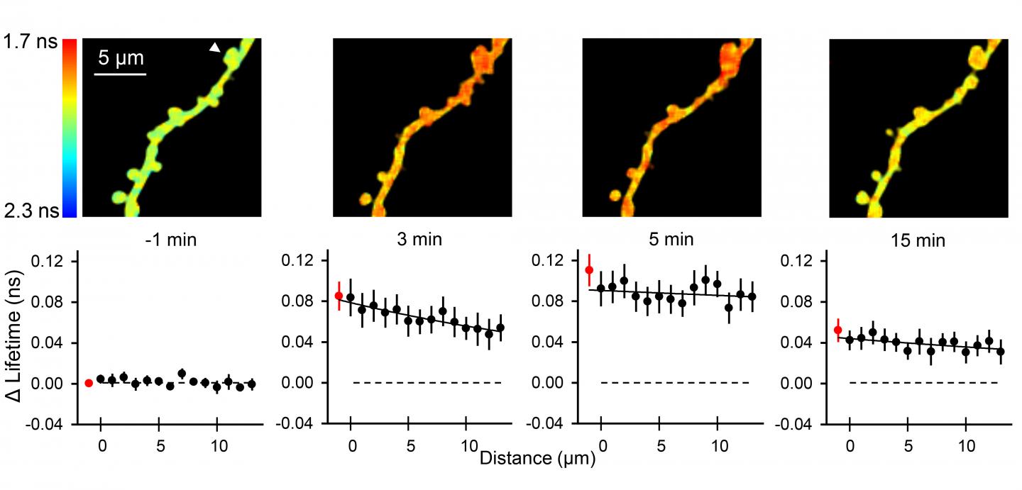 ERK Activation During sLTP of Single Dendritic Spines Induced with Two-Photon Glutamate Uncaging