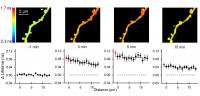 ERK Activation During sLTP of Single Dendritic Spines Induced with Two-Photon Glutamate Uncaging