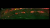Zebrafish Lateral Line Migration: 1 Direction