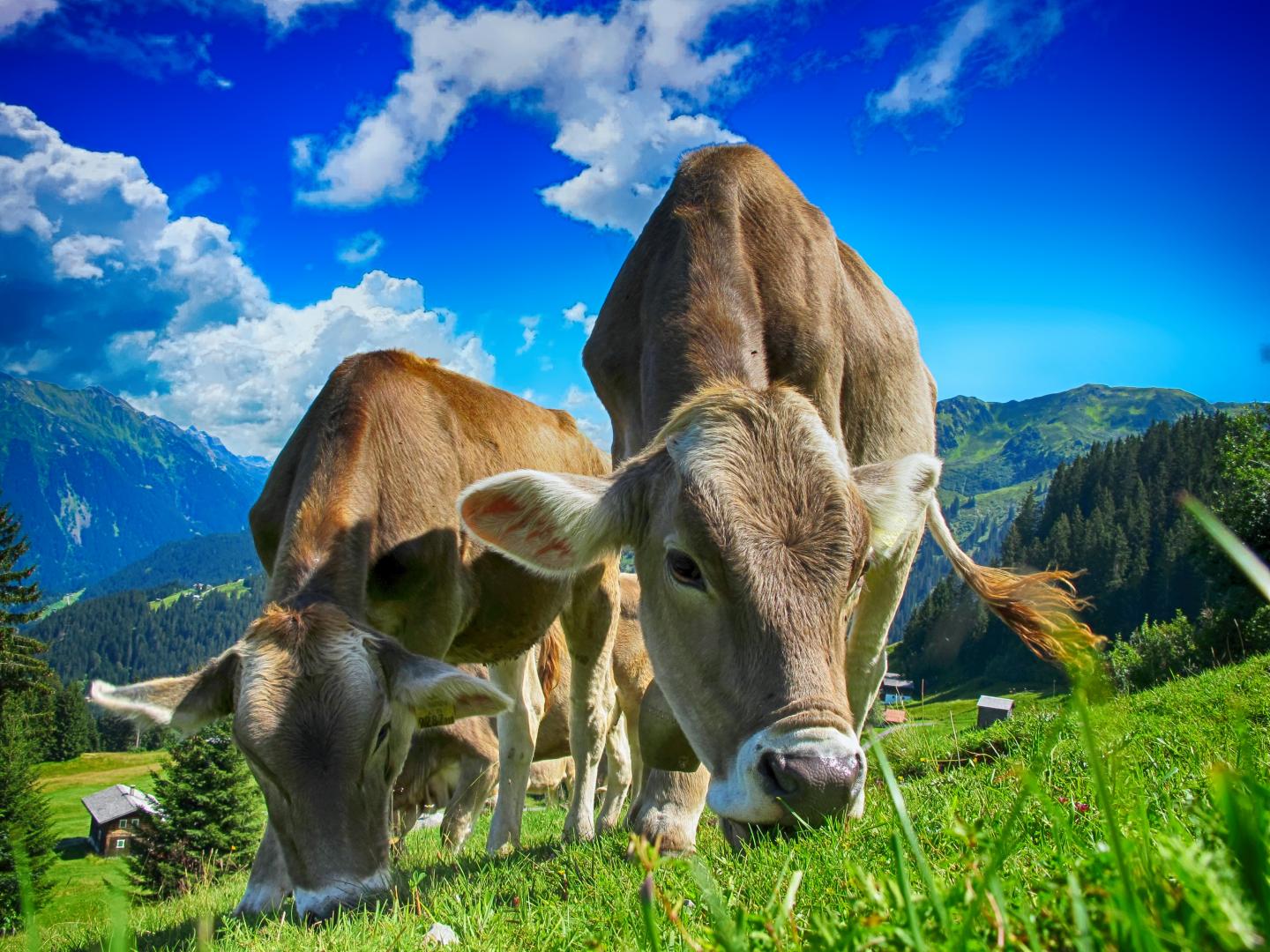 To limit global temperature rise, agricultural costs of CO2 removal may be significant