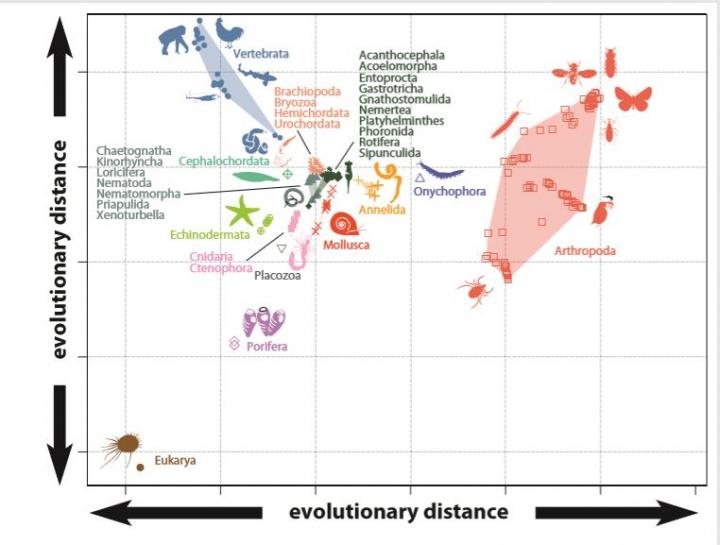 The Universe of Animal Variation