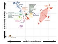 The Universe of Animal Variation