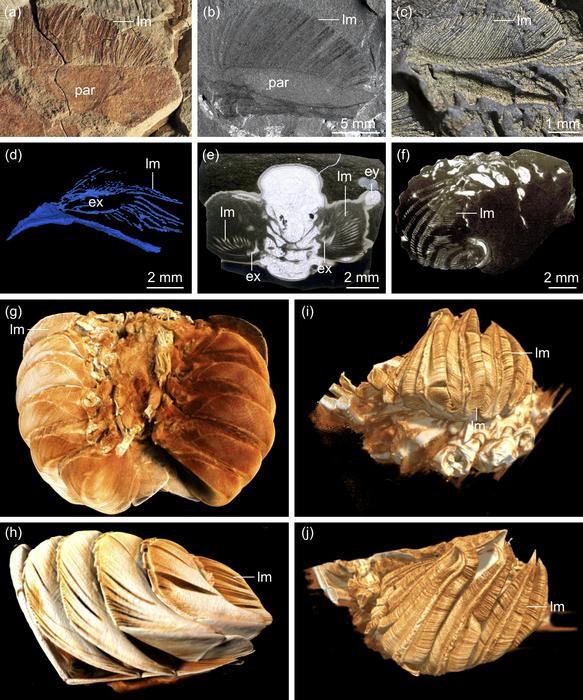 Gill Morphology in Aquatic Arthropods