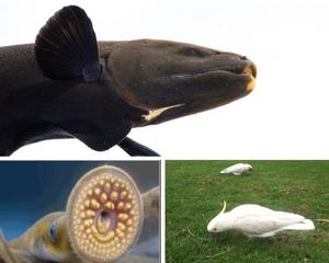 Samples of models beyond the mouse