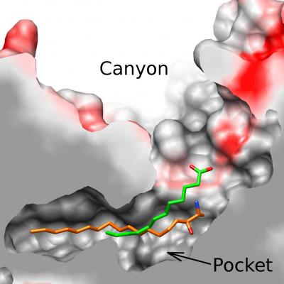 The Achilles Heel of a Virus, Exposed (2 of 2)