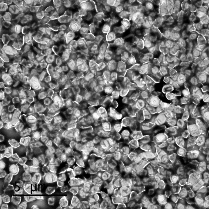 Electron Micrograph of <i>Francisella</i> bacteria