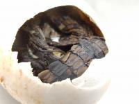 Crocodile hatchling