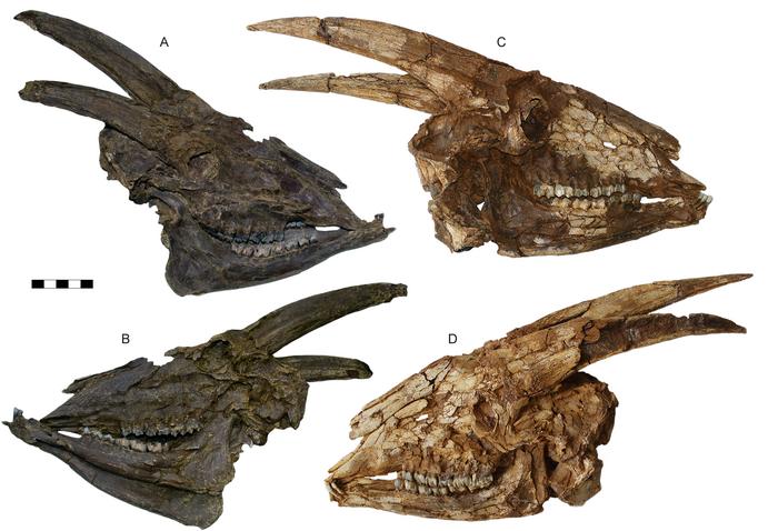 First of a line or last of a dynasty? Parabos tigneresi and the evolution of eurasian bovinae in the early pliocene
