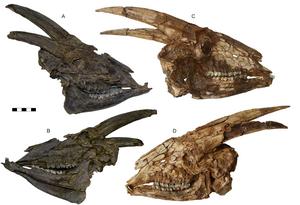 First of a line or last of a dynasty? Parabos tigneresi and the evolution of eurasian bovinae in the early pliocene