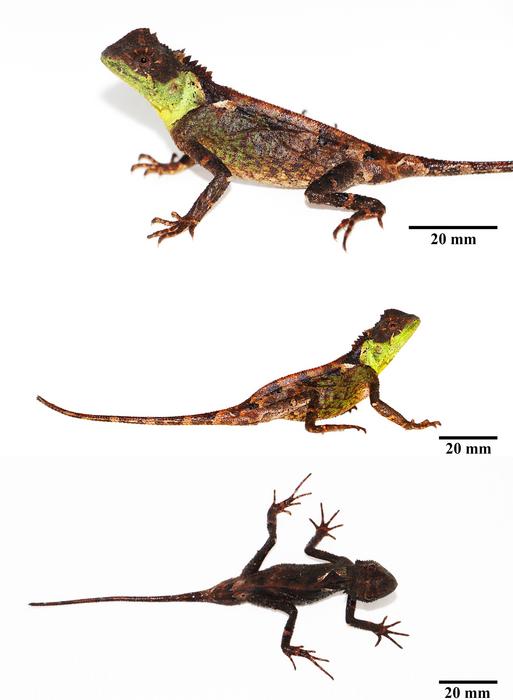 Male Acanthosaura syrax