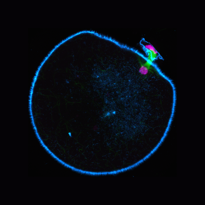 Meiosis