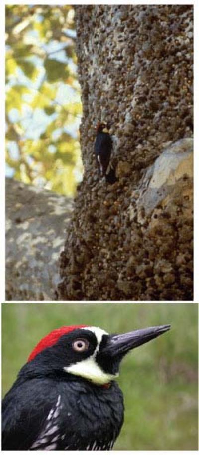 Acorn Woodpecker